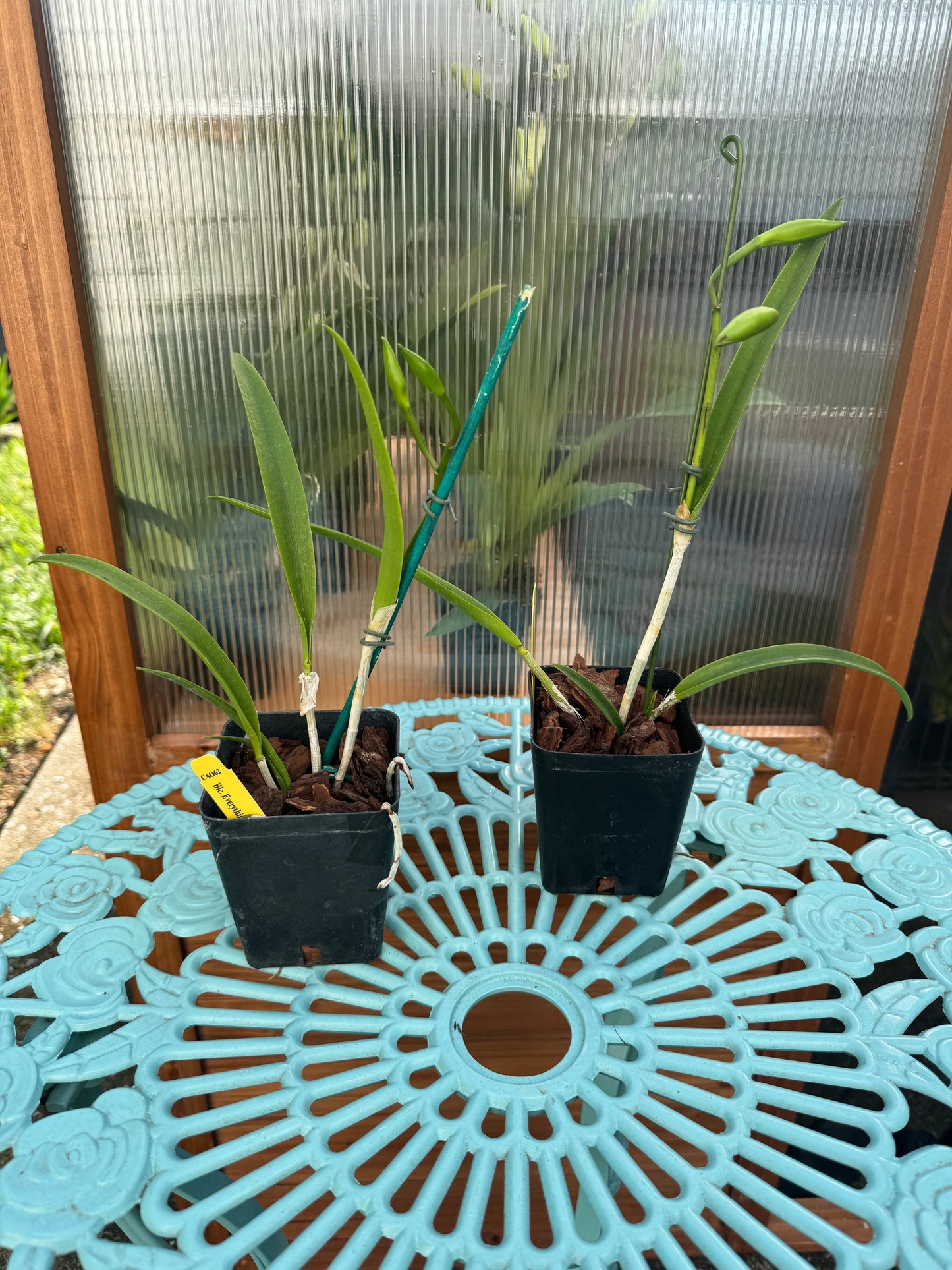 Blc Everything Nice ‘Showtime’ Seedling