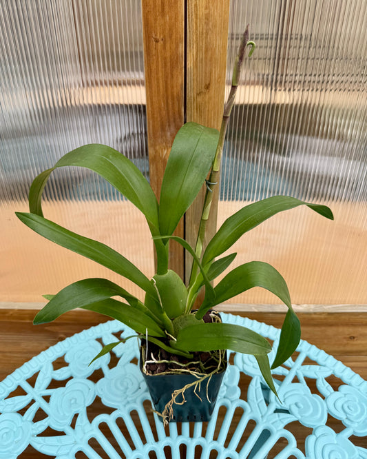 Oncidium Wildcat ‘Golden Red Star’ IN SPIKE/BUD