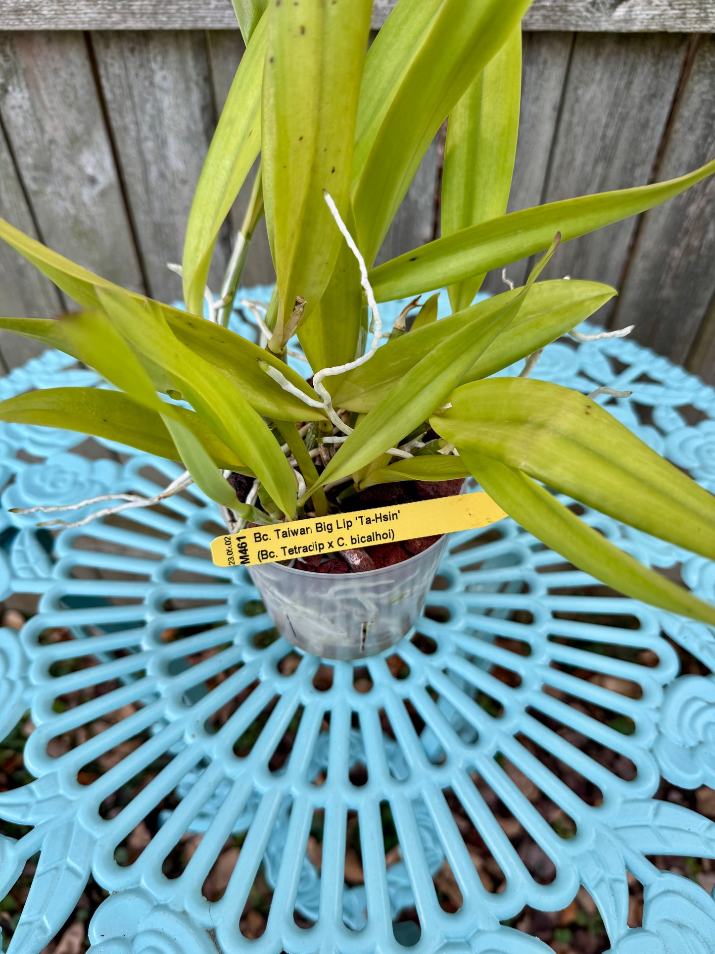 Brassocattleya Taiwan Big Lip ‘Ta-Hsin’ IN SHEATH, XL Plant