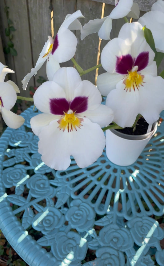 Miltoniopsis Herr Alexandre IN SPIKE/BUD