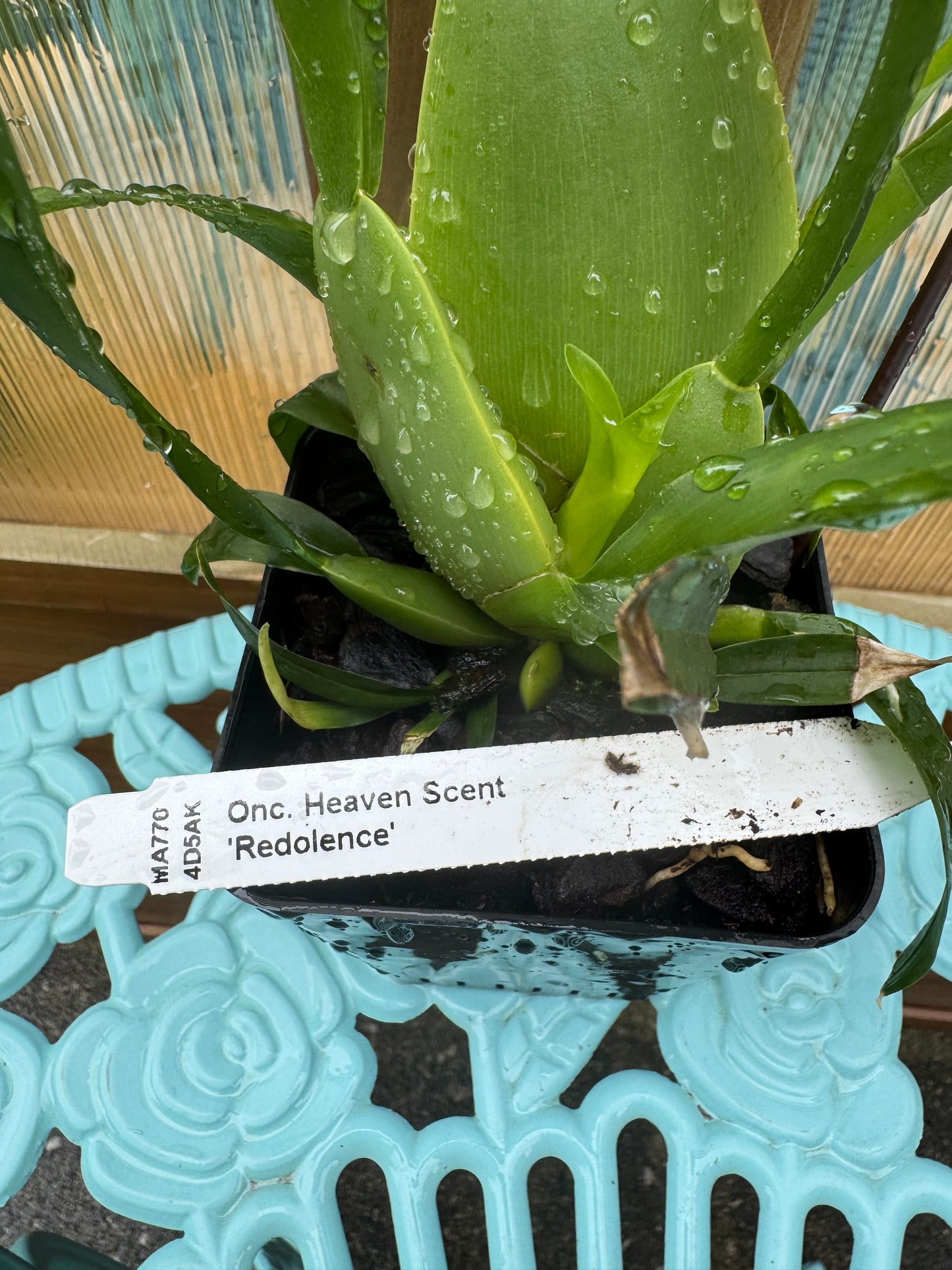 Oncidium Heaven Scent ‘Redolence’ IN SPIKE