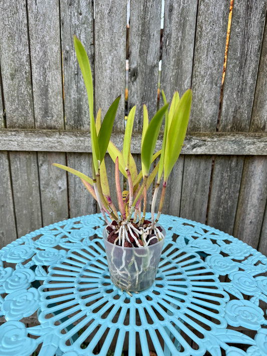 Brassocattleya Rustic Spots ‘H&R’ XL Plant