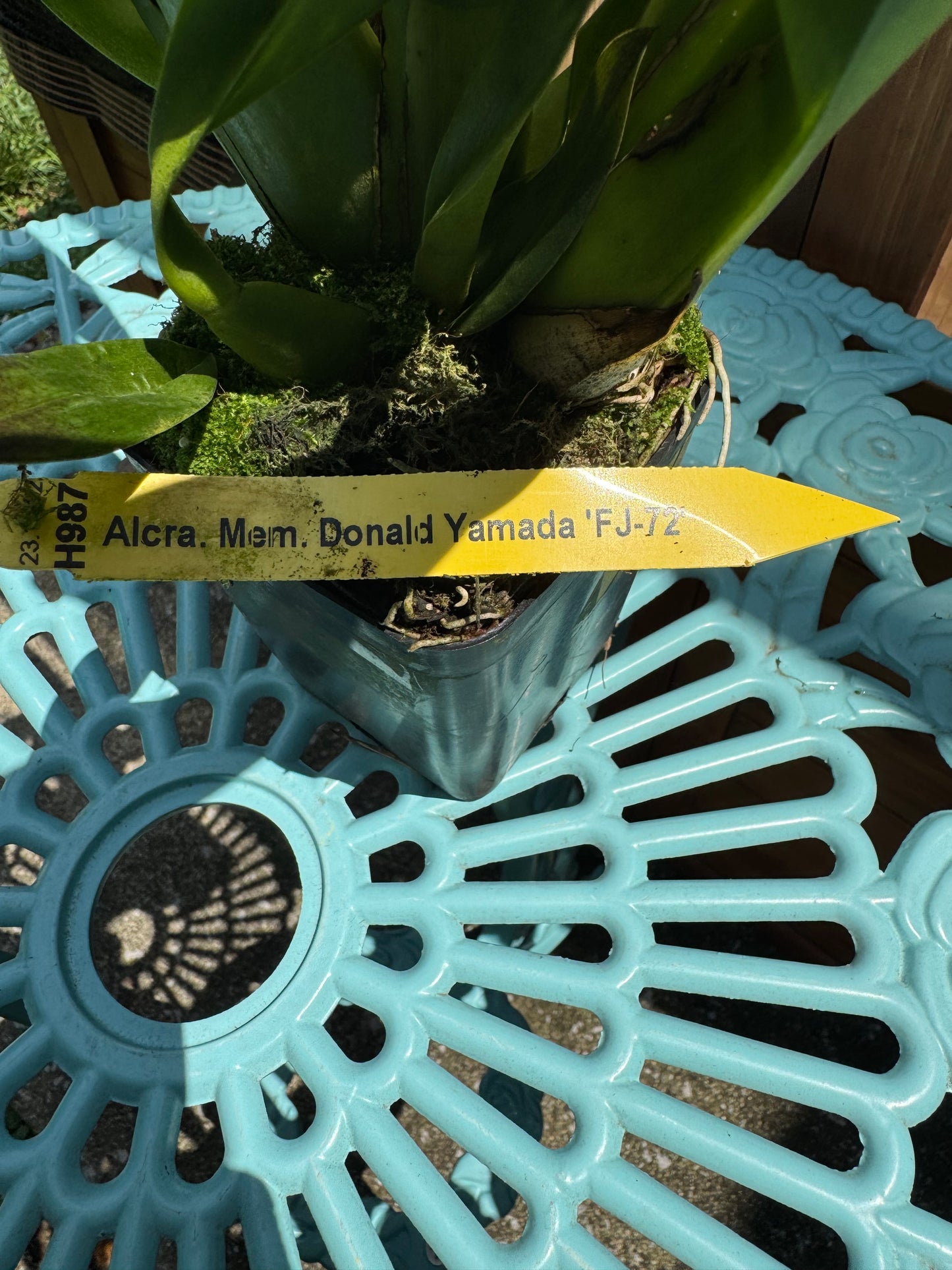 Aliceara Mem. Donald Yamada ‘FJ-72’ BS