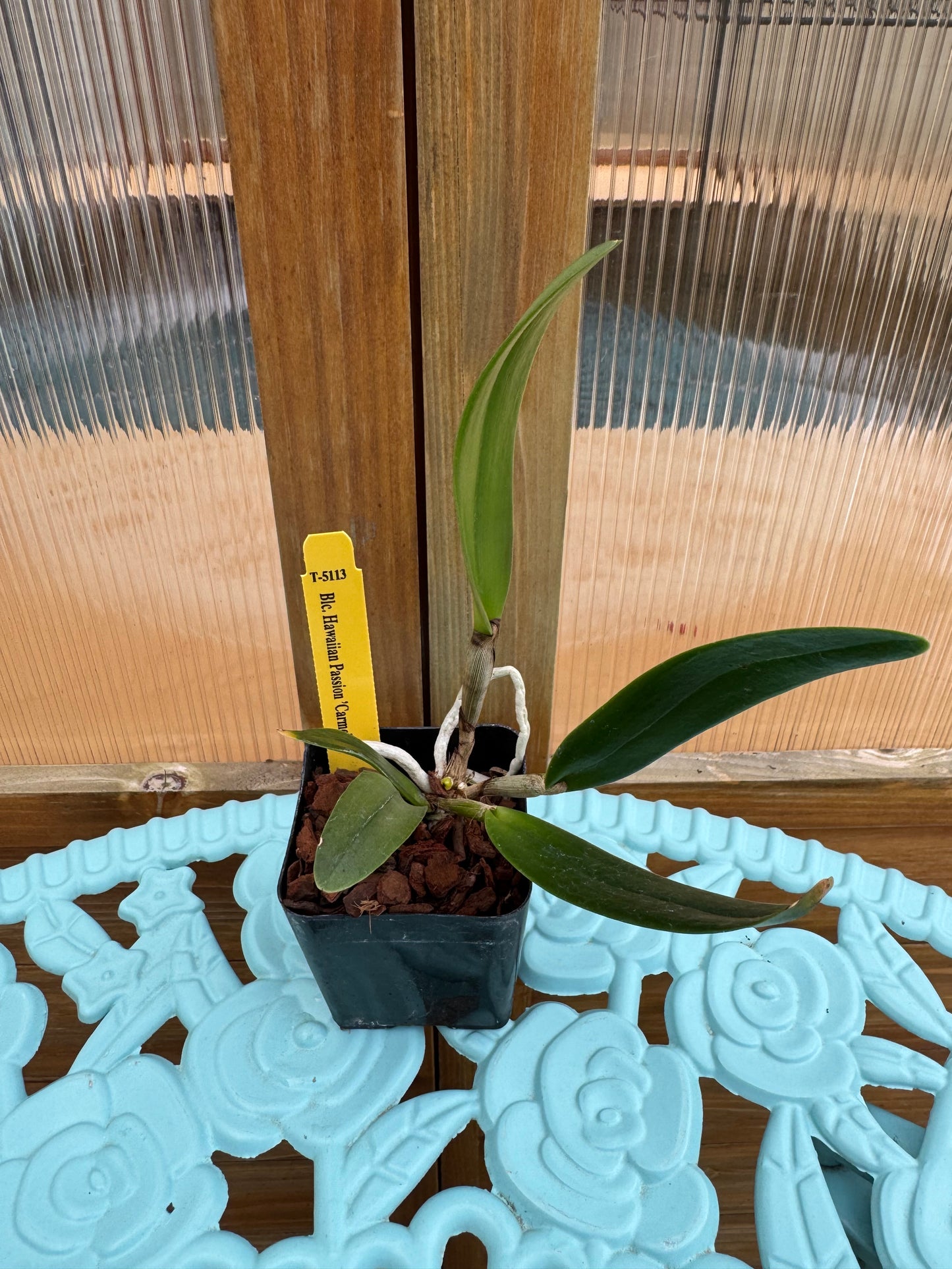 Blc. Hawaiian Passion ‘Carmela’ Seedling