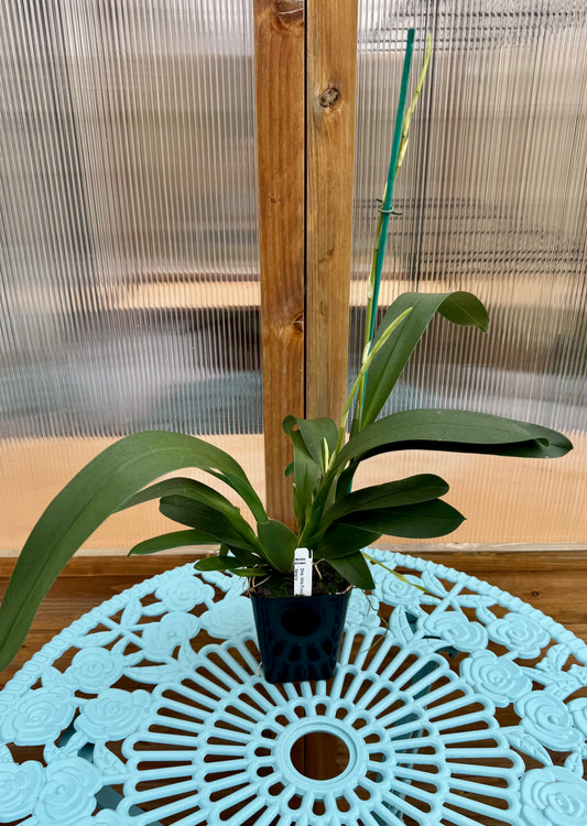 Oncostele Hilo Firecracker ‘Sangria’ IN SPIKE/BUD