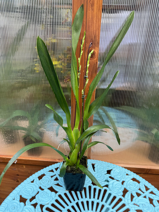 Oncidopsis Crimson Pride ‘MAC136’ DOUBLE SPIKES/IN BUD