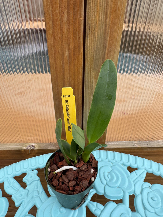 Blc. Goldenzelle ‘Lemon Chiffon’ Seedling