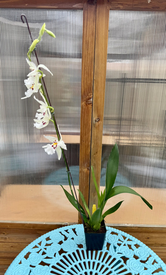 Beallara Ysabella ‘Lunar Eclipse’ BS