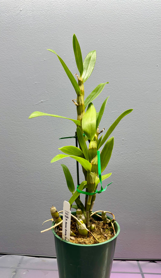 Dendrobium Asian Smile BS FRAGRANT