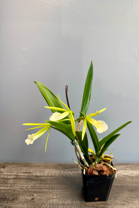 Procatavola Key Lime Stars IN SHEATH/BLOOM