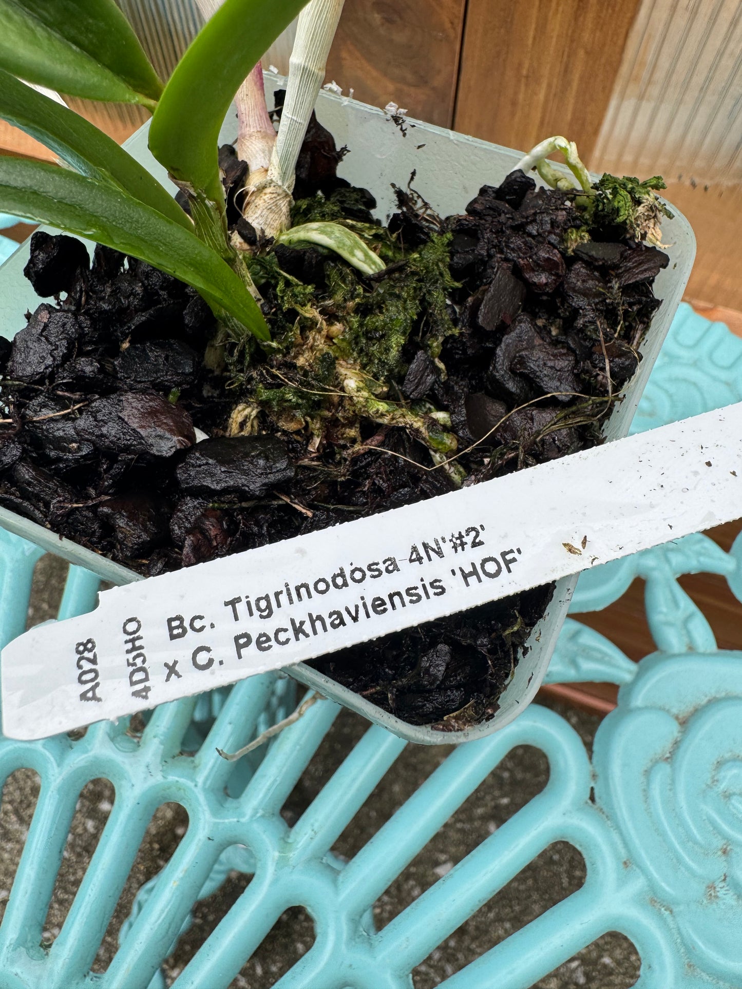 Bc. Tigrinodosa x C. Peckhaviensis BS