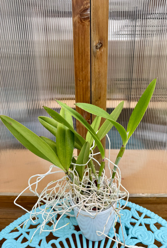 Bct. Taiwan Mermaid ‘STK’ BAREROOT XL Plant