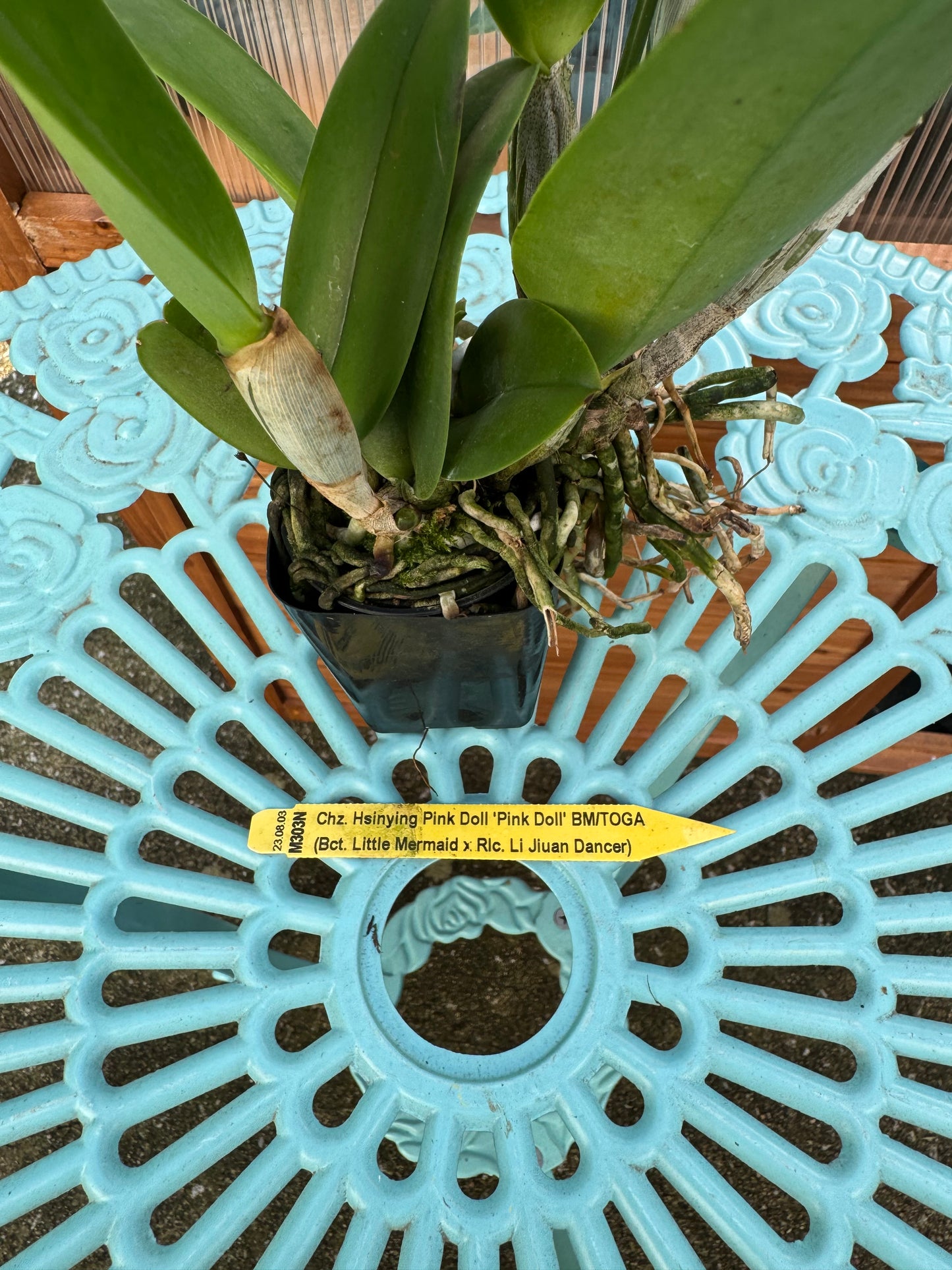 Potinara Hsinying Pink Doll ‘Pink Doll’ BS XL Plant