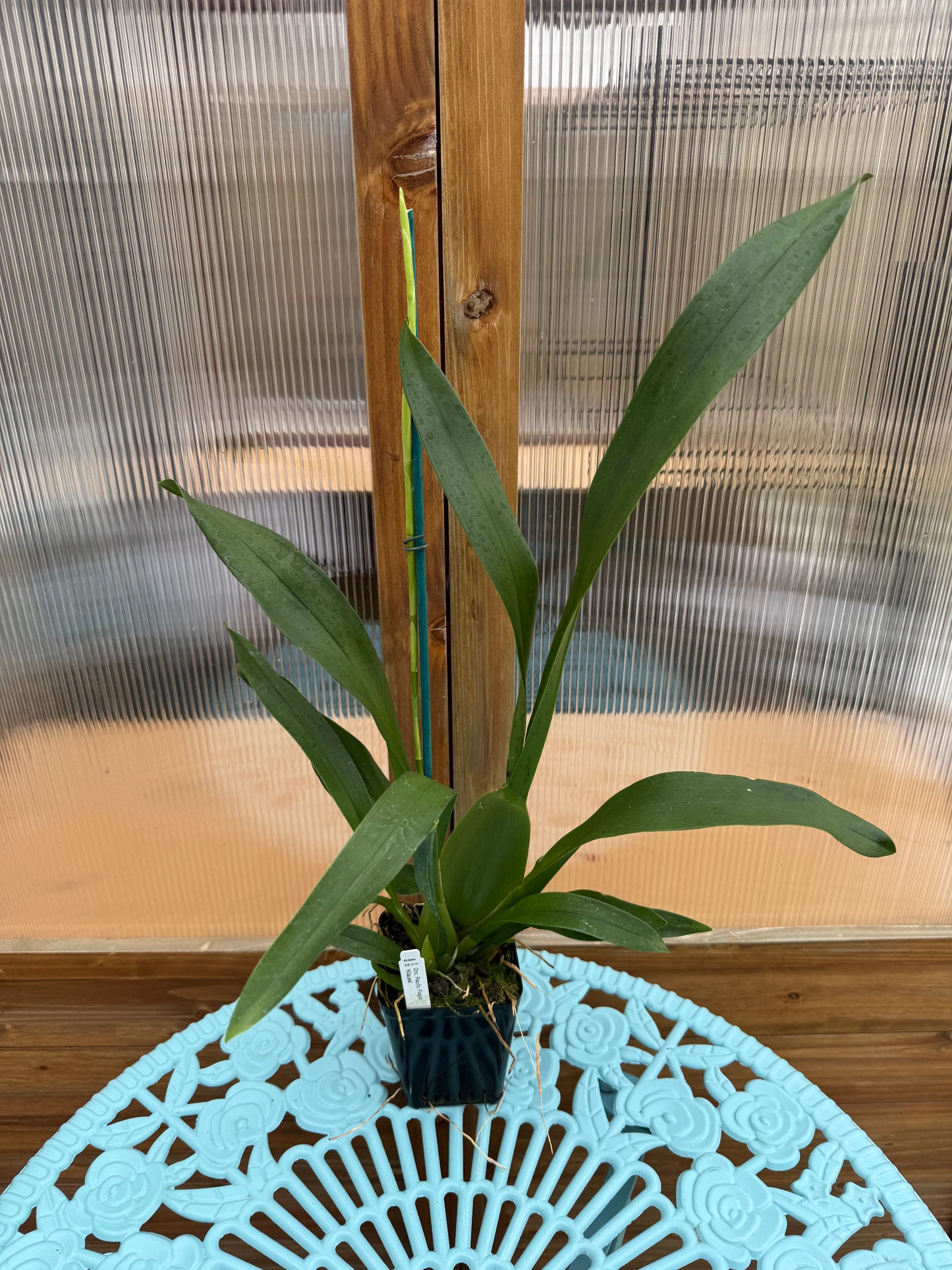 Oncidium Pacific Pagan IN SPIKE FRAGRANT