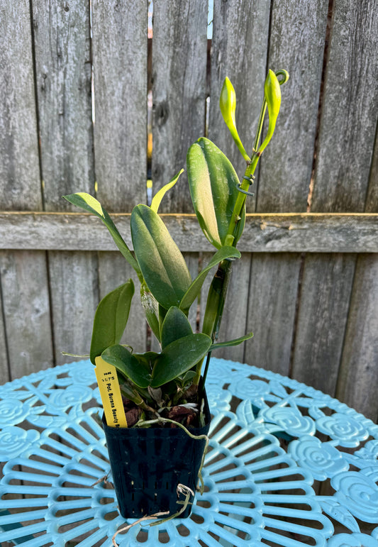 Potinara Burana Beauty ‘Burana’ BS