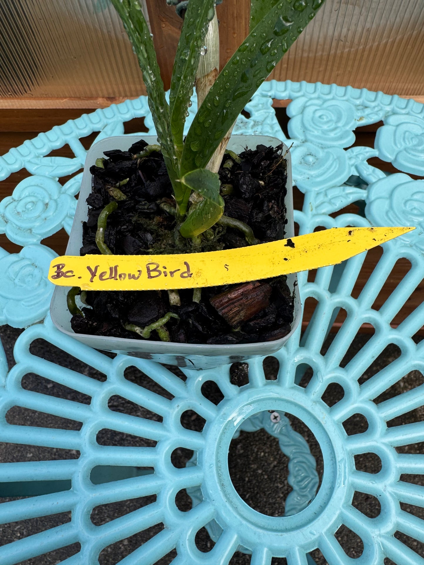 Brassocattleya Yellow Bird BS