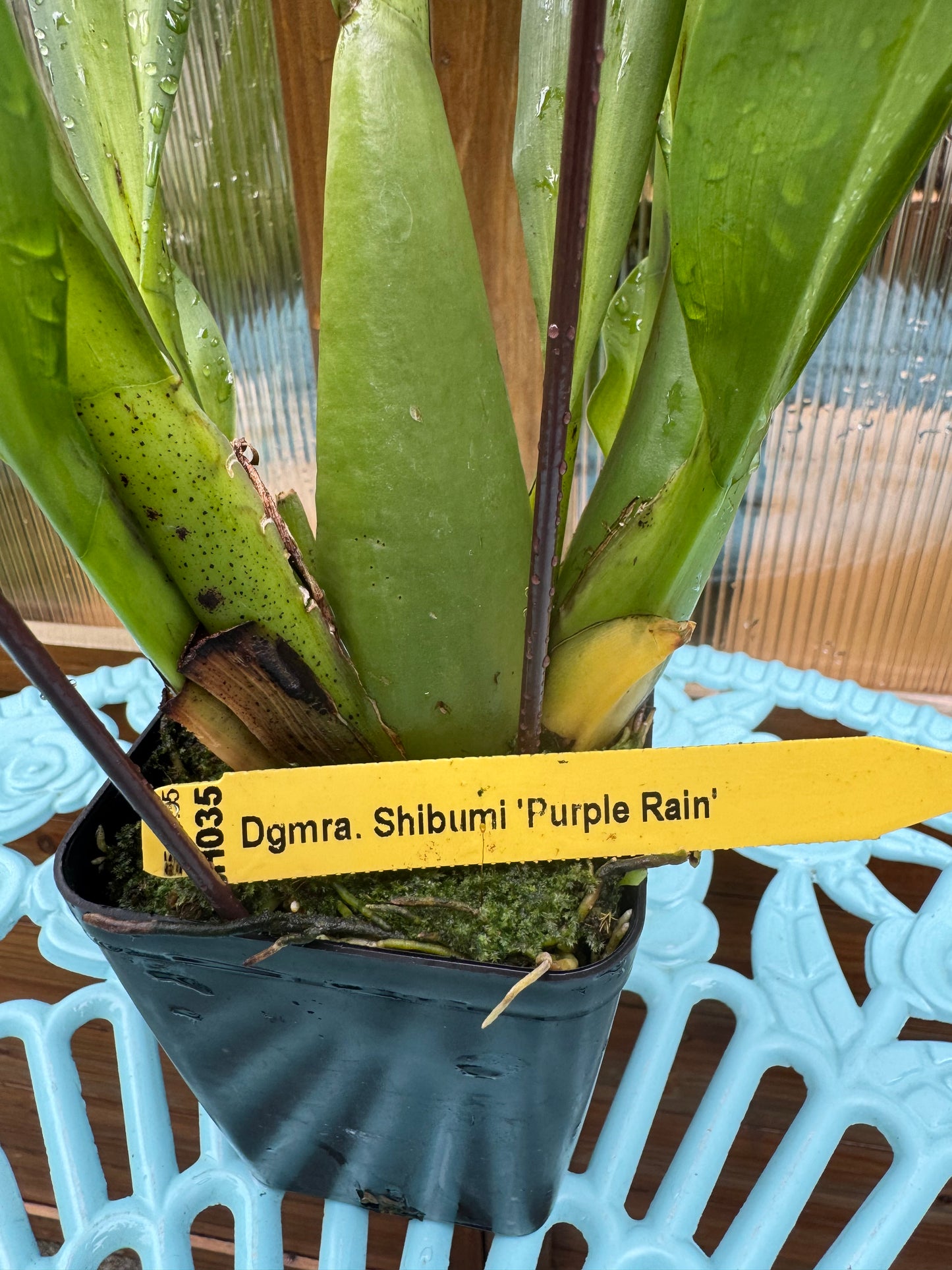 Dgmra. Shibumi ‘Purple Rain’ BS