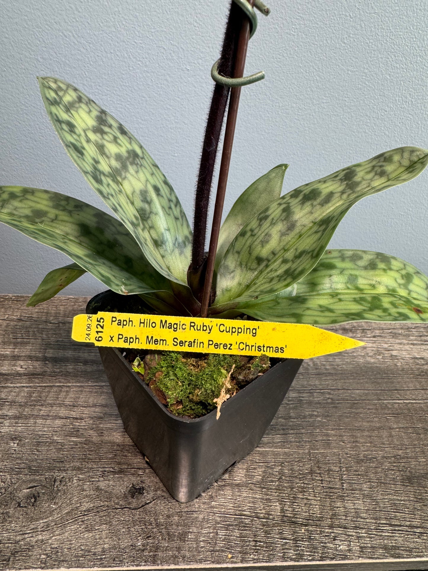 Paphiopedilum (Hilo Magic Ruby x Mem. Serafin Perez) IN BLOOM