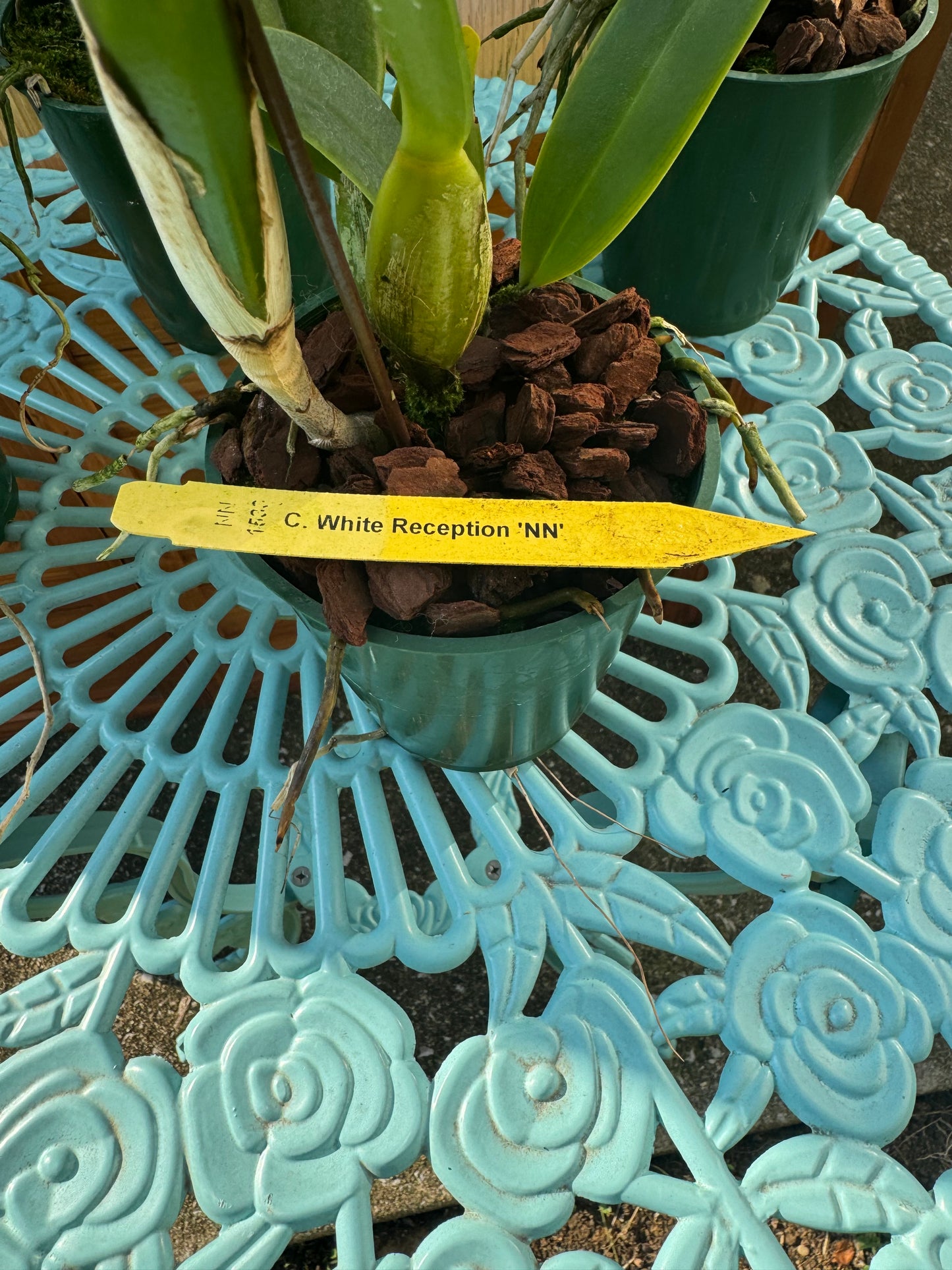 Cattleya White Reception ‘NN’ IN SHEATH/BUD