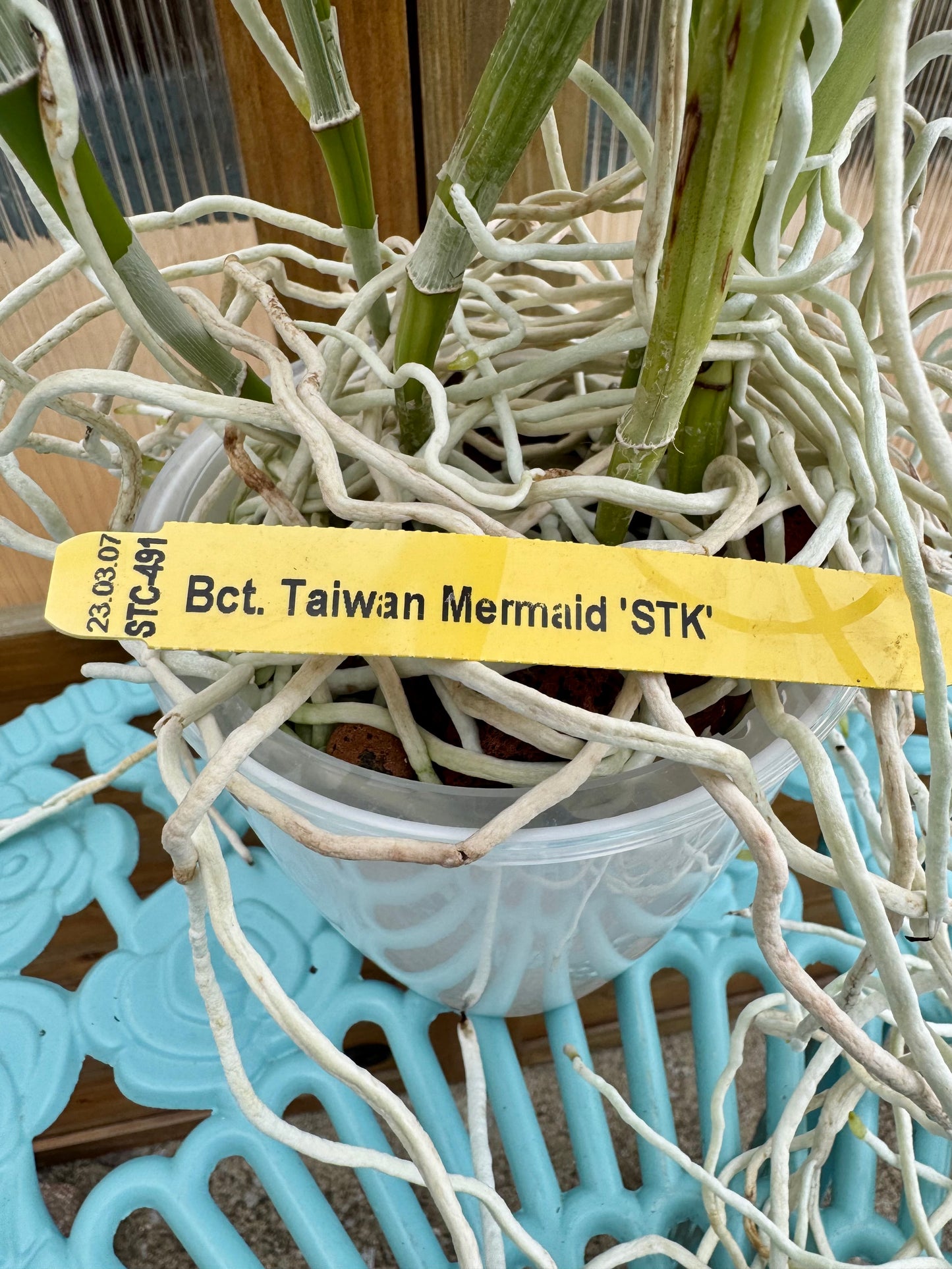 Bct. Taiwan Mermaid ‘STK’ BAREROOT XL Plant