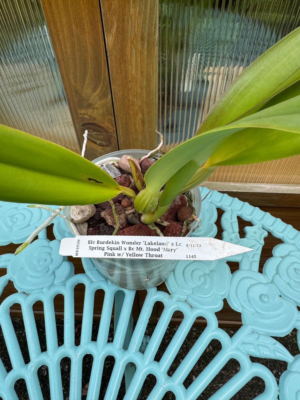 Rlc. Burkedin Wonder-Clown Show NBS
