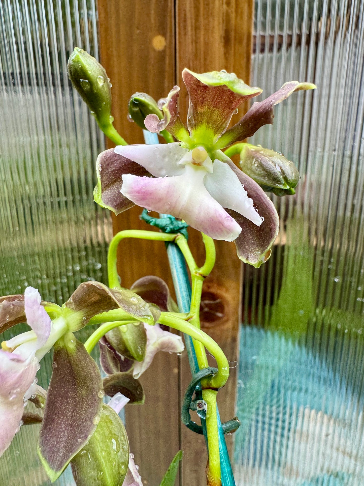 Epicyclia Cabeza IN BUD/BLOOM