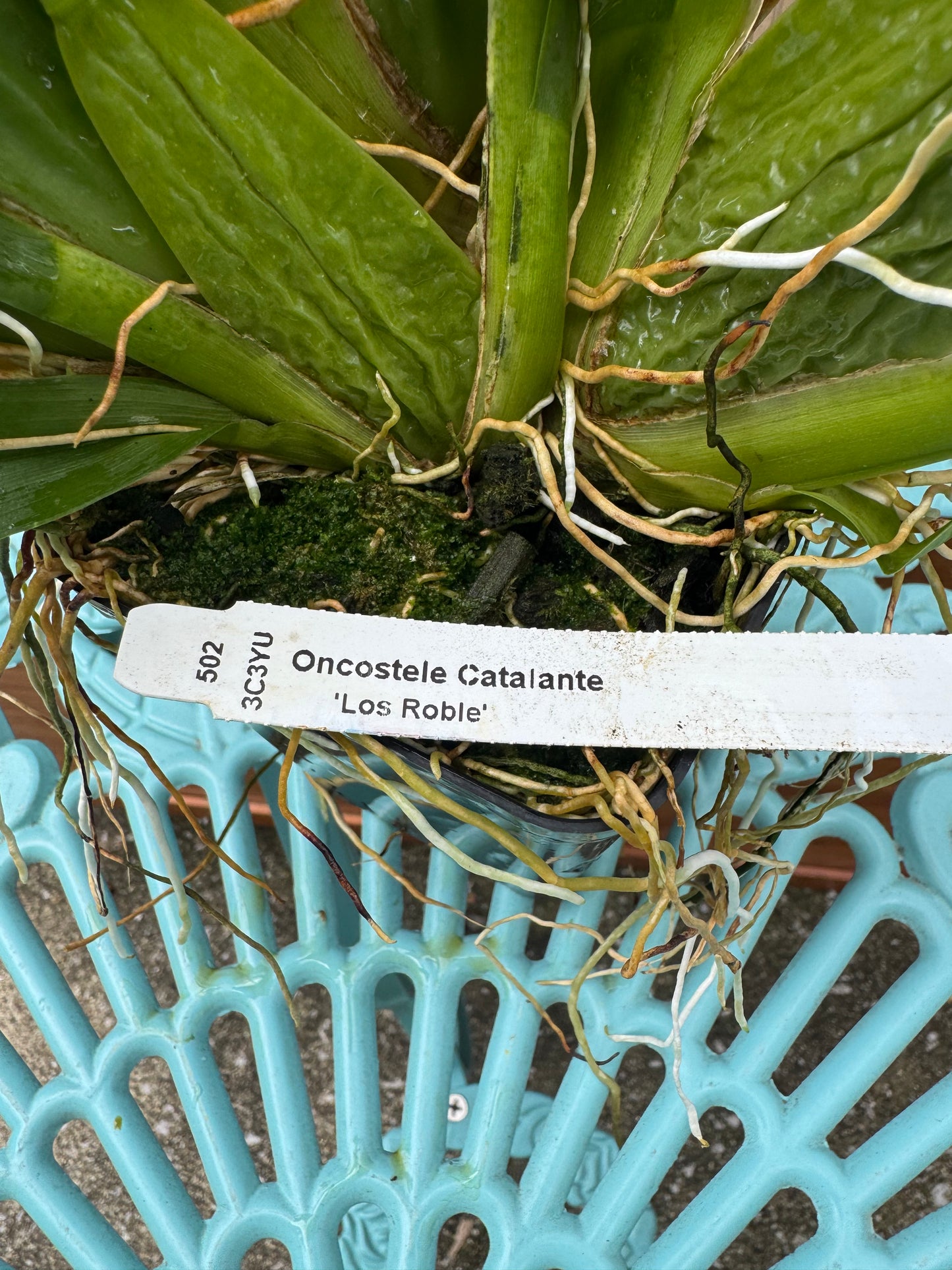 Oncostele Cantante ‘Los Robles’ BS