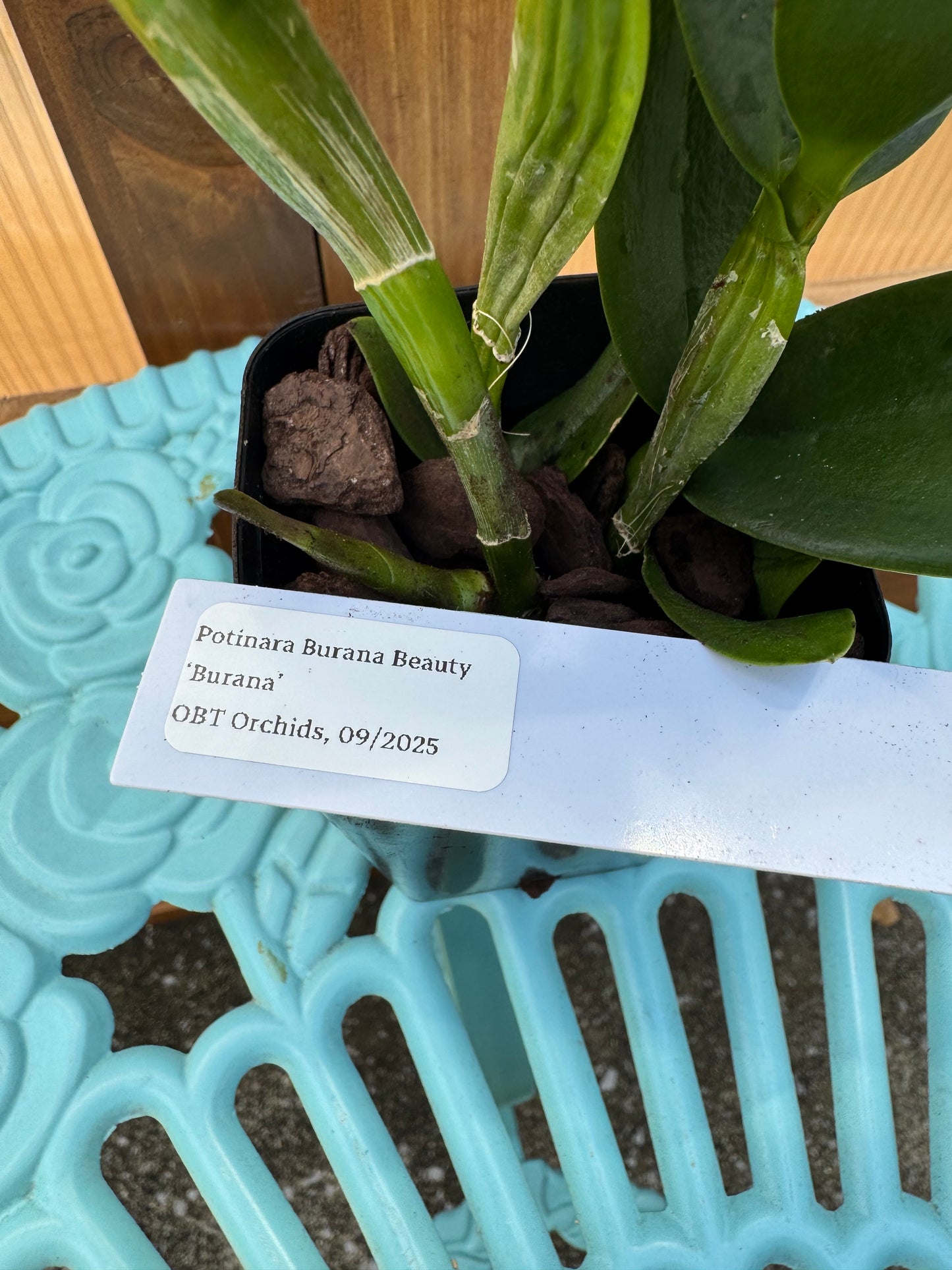 Potinara Burana Beauty ‘Burana’ BS Fresh Repot