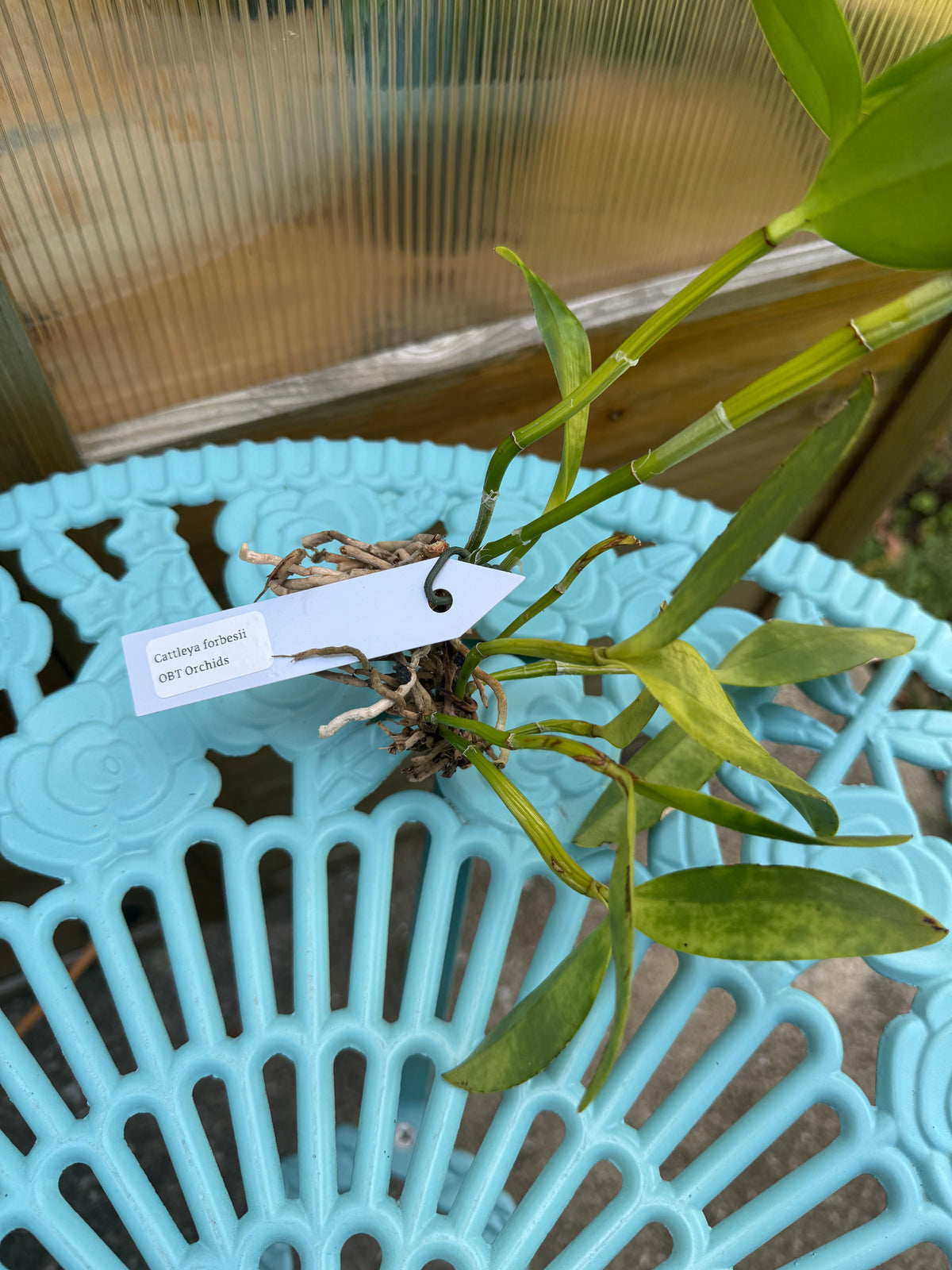 Cattleya forbesii BS BR Division