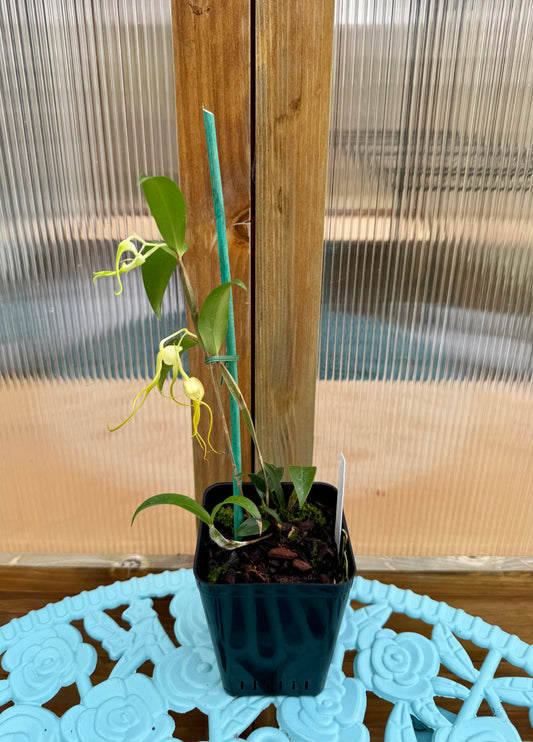 Dendrobium tetragonum var album. IN BUD/BLOOM FRAGRANT