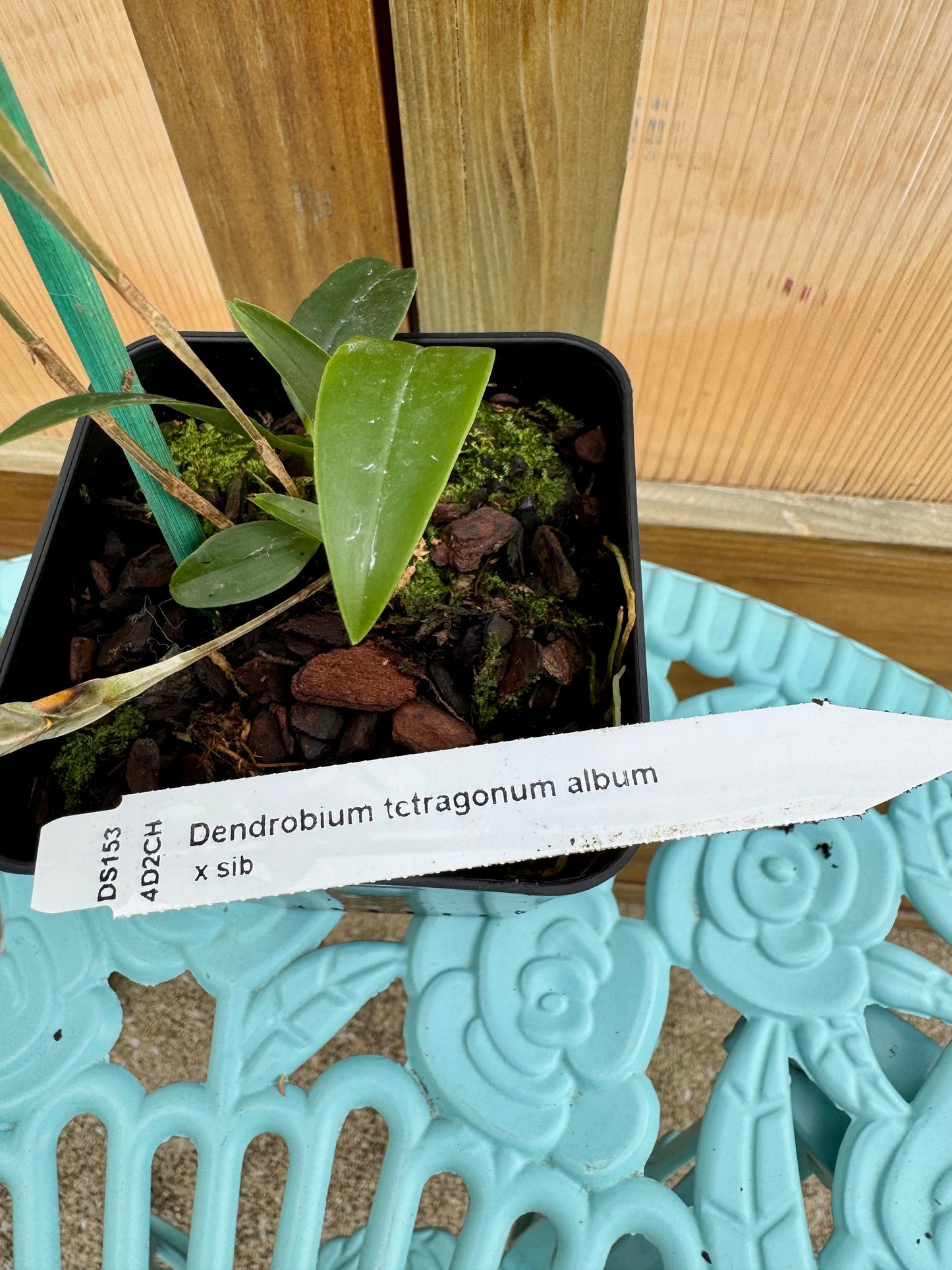 Dendrobium tetragonum var album. IN BUD/BLOOM FRAGRANT