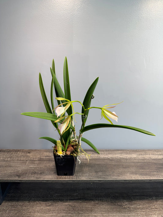 Brassocattleya Moi -IN BLOOM