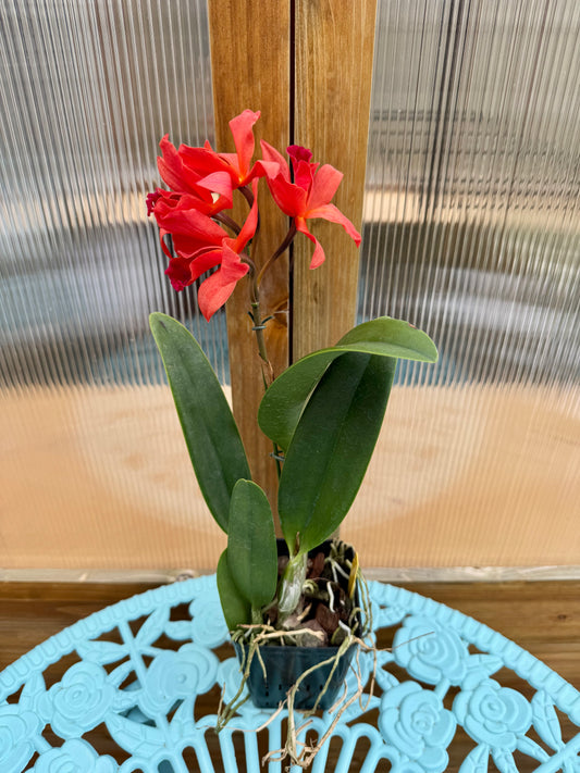 Lc. Fire Dance ‘Patricia’ BS COMPACT