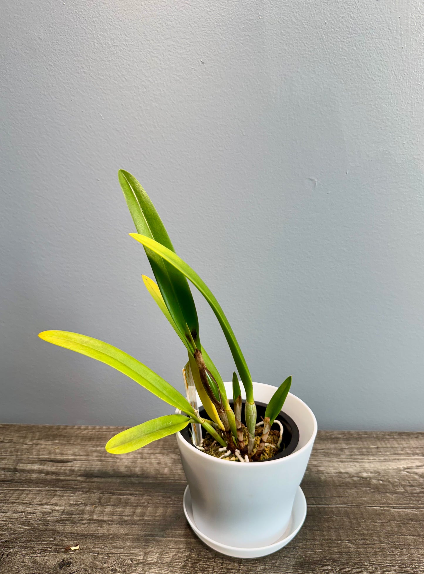 Cahuzacara Hsinying Naranja IN SHEATH