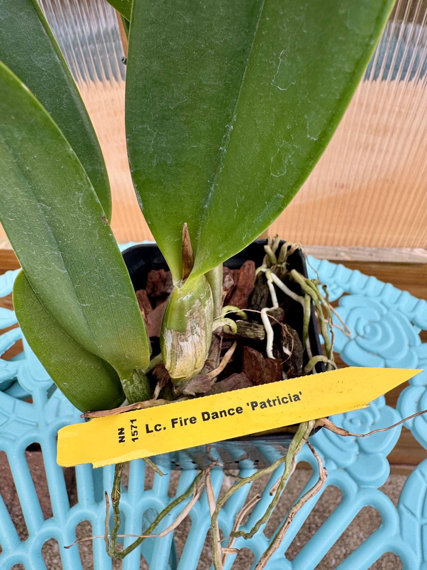 Lc. Fire Dance ‘Patricia’ BS COMPACT