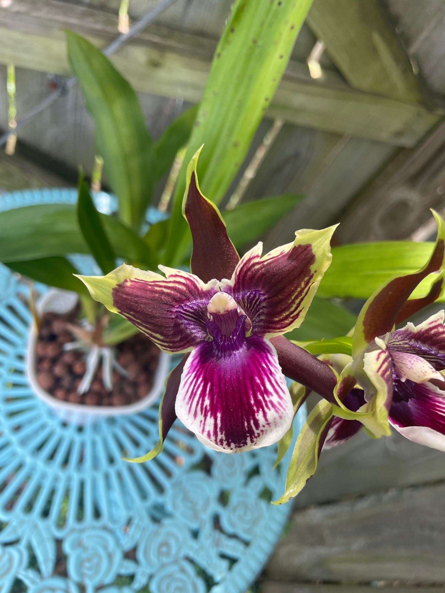 Zygopetalum Alliance