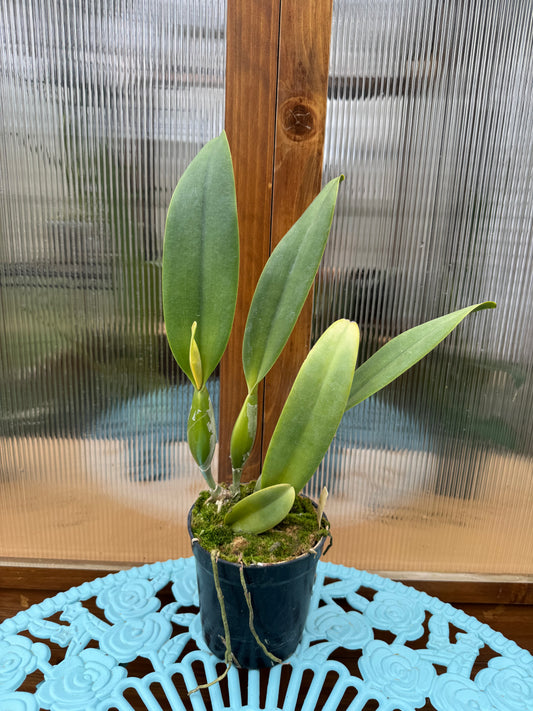 Cattleya Irene Finney ‘Spring Bounty’ In SHEATH FRAGRANT
