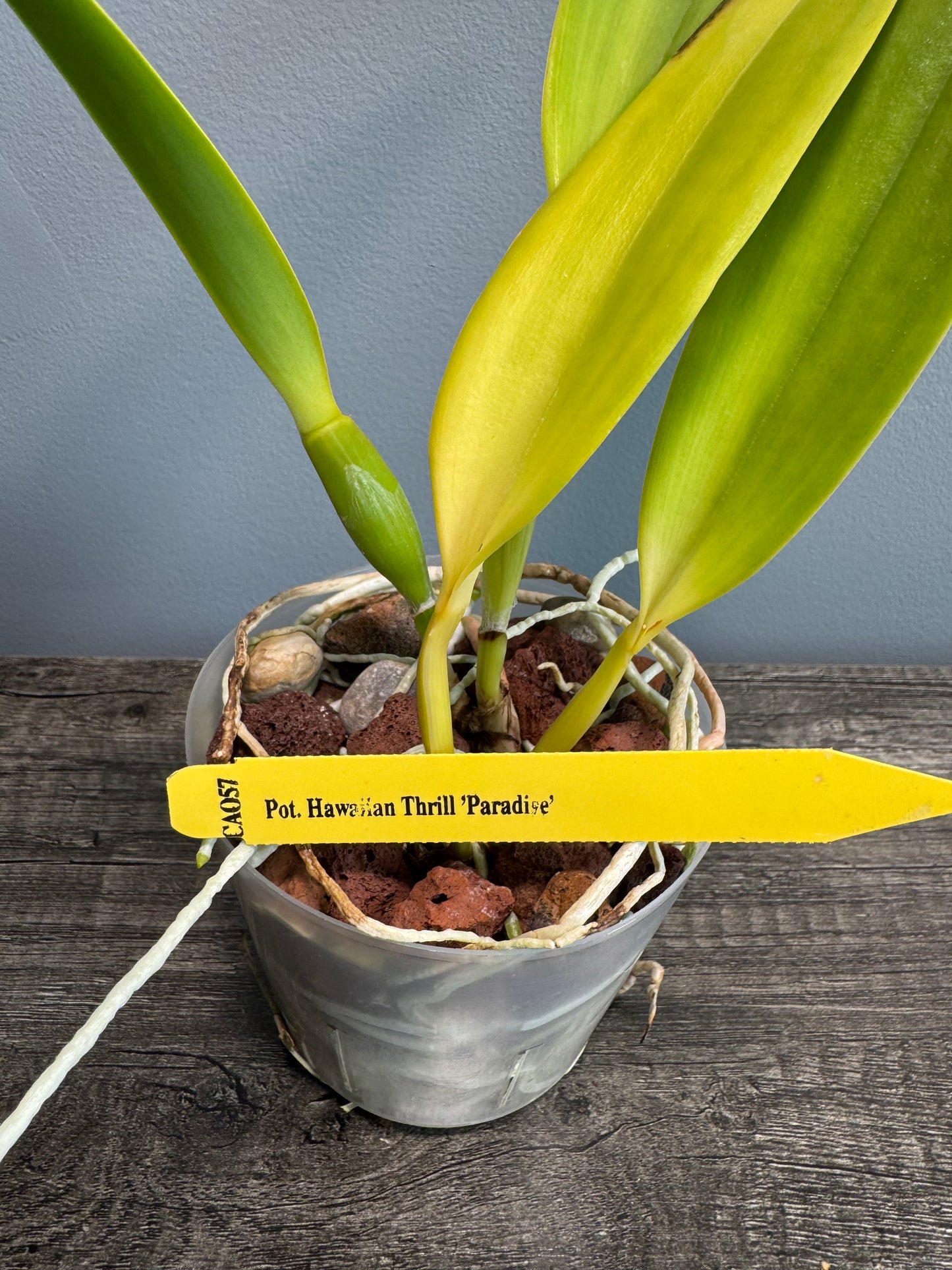 Potinara Burana Fire ‘Momilani’ NBS