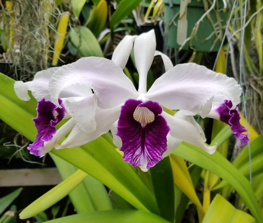 Laelia purpurata v. schusteriana BS FRAGRANT