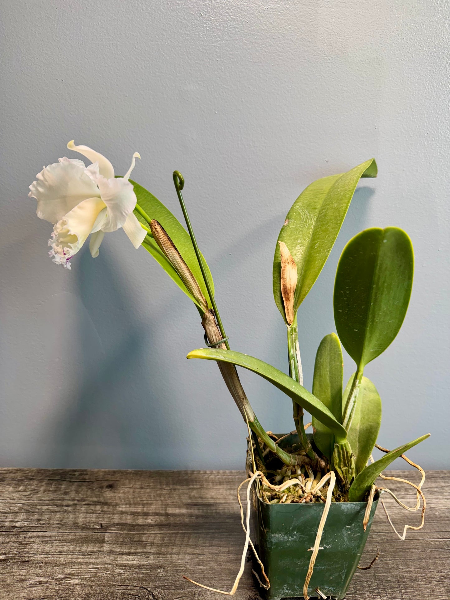 Lc. Pure Soul BS FRAGRANT