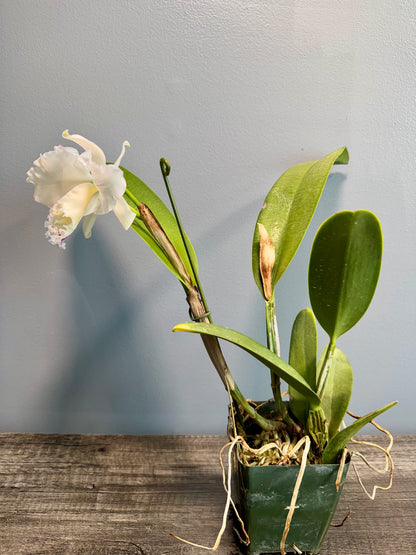 Lc. Pure Soul BS FRAGRANT