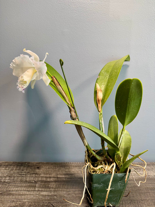 Lc. Pure Soul BS FRAGRANT