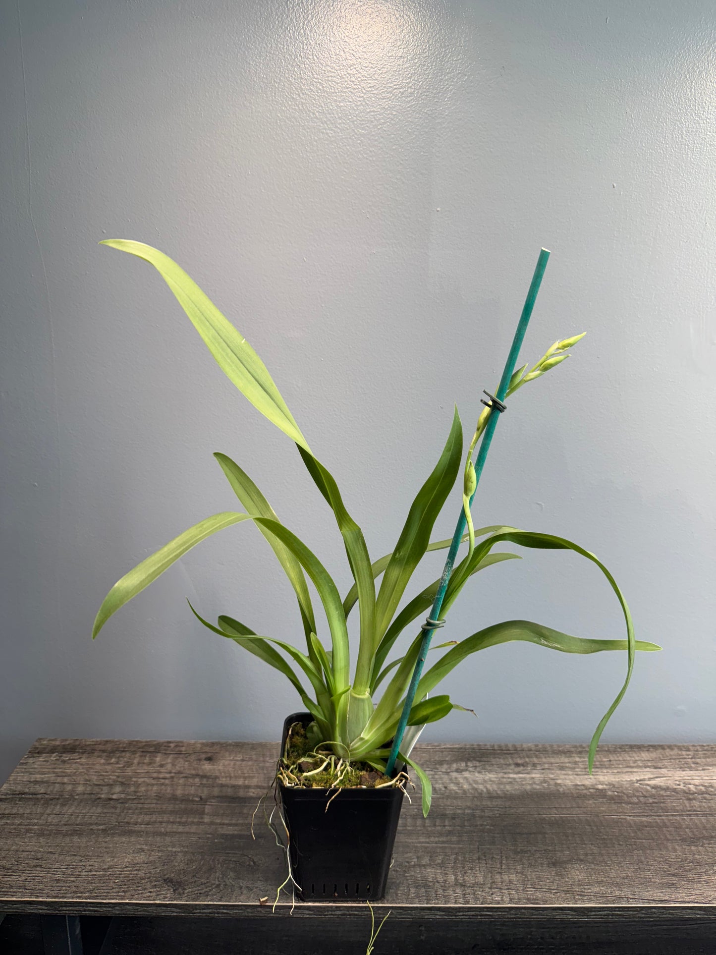 Miltoniopsis Herr Alexandre IN SPIKE/BUD
