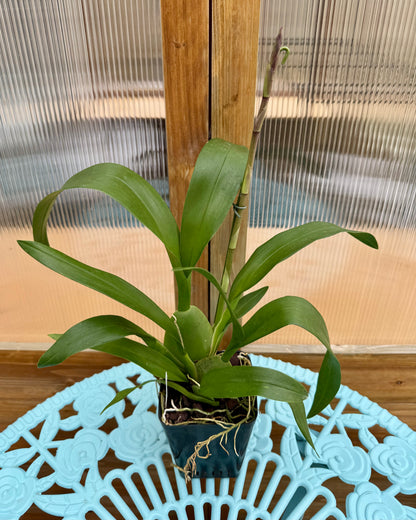 Oncidium Wildcat ‘Golden Red Star’ IN SPIKE/BUD