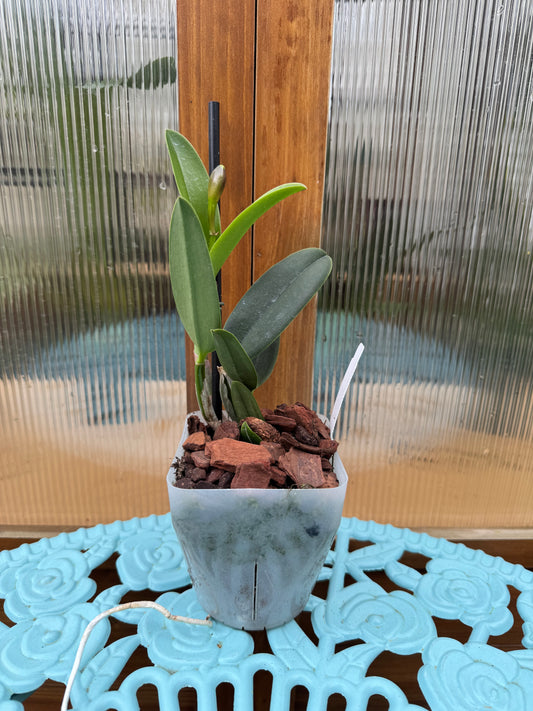 Cattleya Sarah LuettickeArchbell In BUD