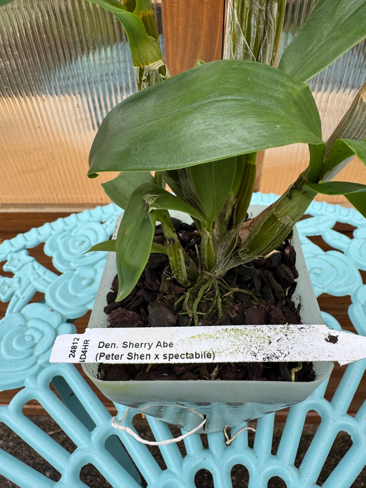 Dendrobium Sherry Abe BS