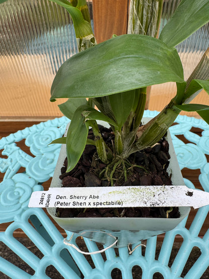 Dendrobium Sherry Abe BS