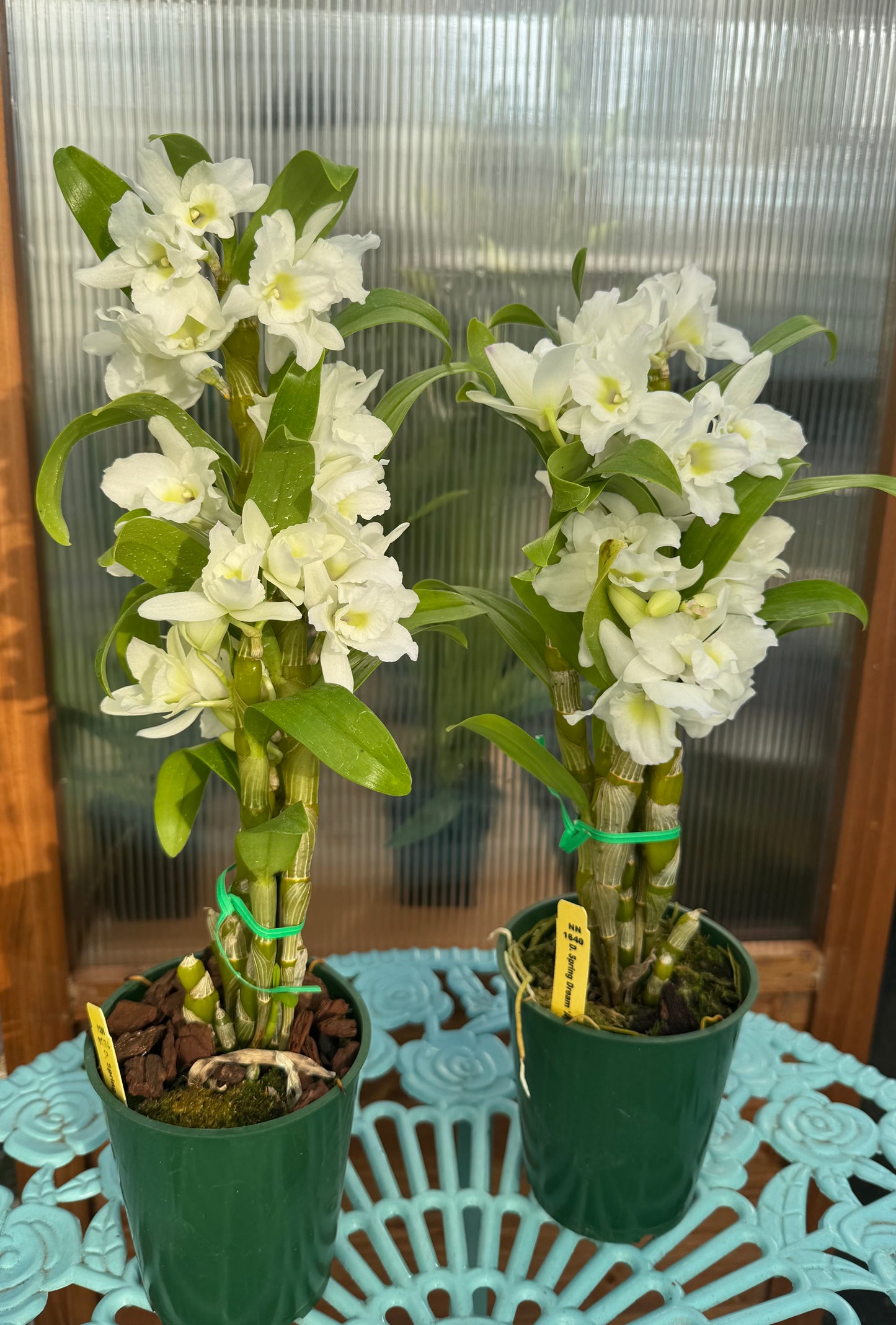 Dendrobium Spring Dream ‘Apollon’ IN BUD