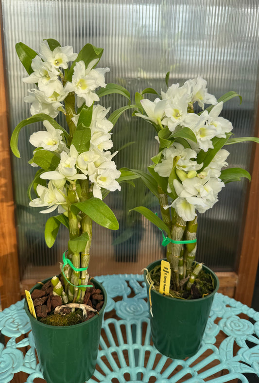 Dendrobium Spring Dream ‘Apollon’ IN BUD