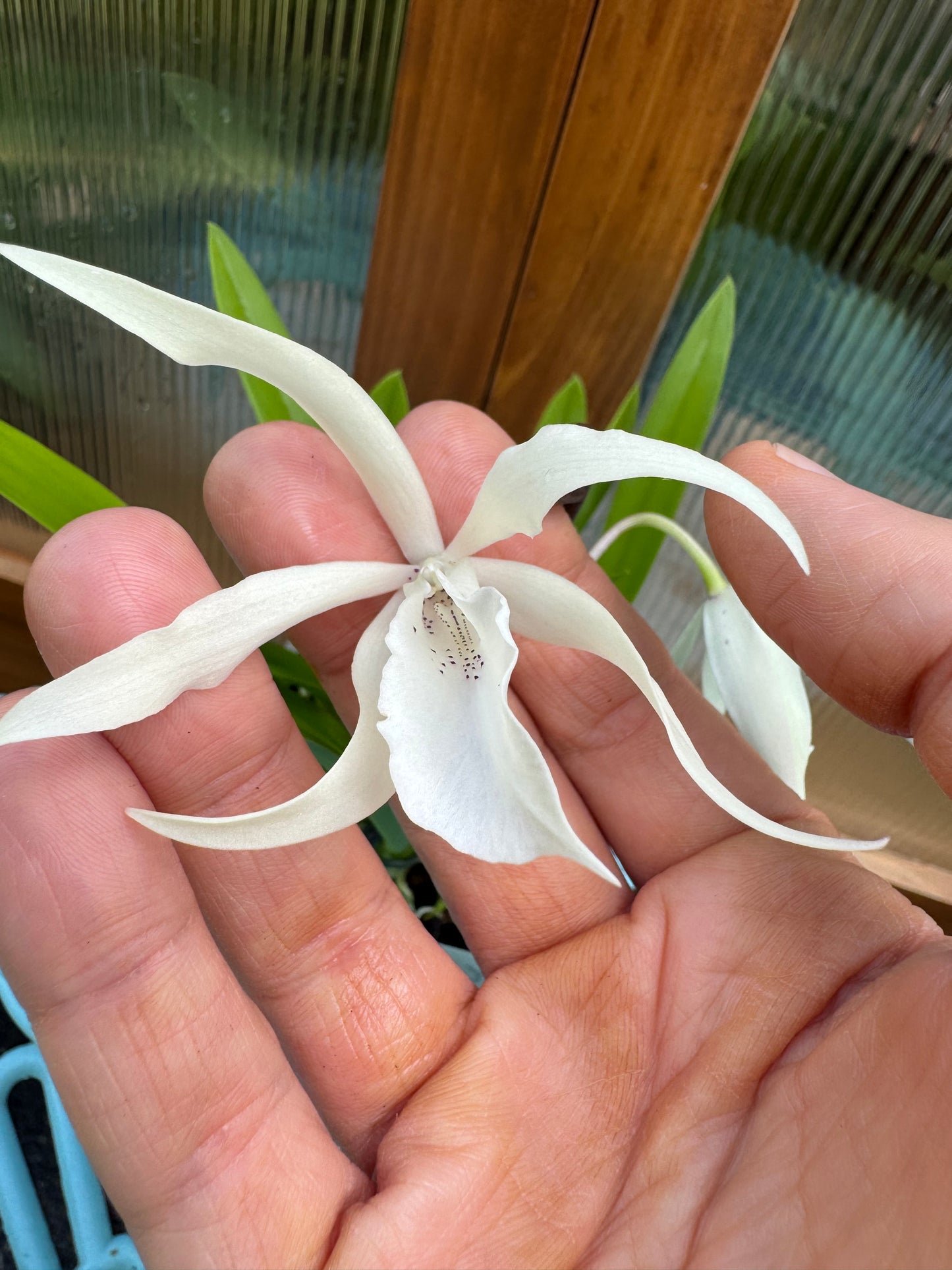 Caulavola Colmanii BS